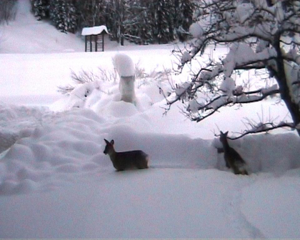 Farm Kosir Villa Kranjska Gora Buitenkant foto